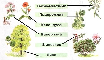 Как называются эти лекарственные растения