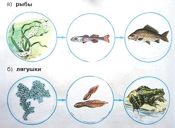 Модели развития рыбы, лягушки