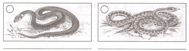 Какие рисунки изображены на рисунке 128. Отметь закрась кружок красным карандашом ядовитую змею. На каком рисунке изображена гадюка закрасьте кружок. На каком рисунке изображена гадюка. На каком рисунке изображена гадюка 3 класс окружающий мир.