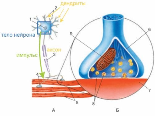 ГДЗ ответы по Биологии за 8 класс, учебник (Колесов Маш Беляев)