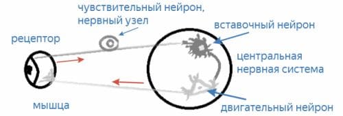 ГДЗ ответы по Биологии за 8 класс, учебник (Колесов Маш Беляев)