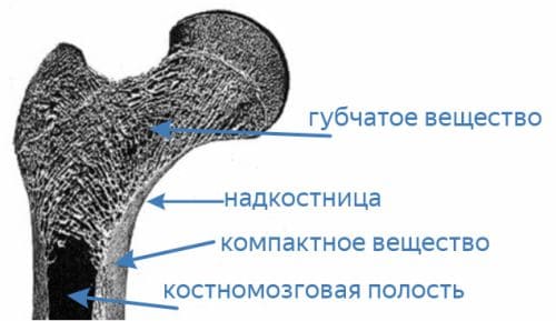 ГДЗ ответы по Биологии за 8 класс, учебник (Колесов Маш Беляев)