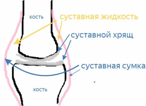 ГДЗ ответы по Биологии за 8 класс, учебник (Колесов Маш Беляев)