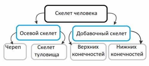 ГДЗ ответы по Биологии за 8 класс, учебник (Колесов Маш Беляев)