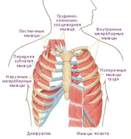 ГДЗ ответы по Биологии за 8 класс, учебник (Колесов Маш Беляев)