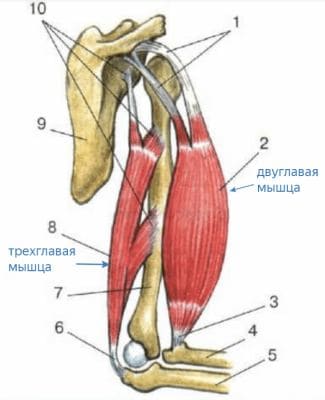 ГДЗ ответы по Биологии за 8 класс, учебник (Колесов Маш Беляев)