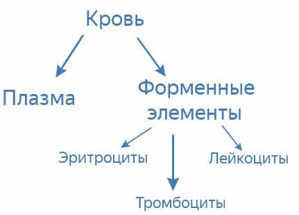 ГДЗ ответы по Биологии за 8 класс, учебник (Колесов Маш Беляев)