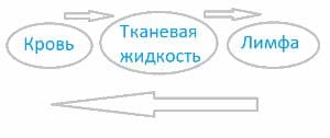 ГДЗ ответы по Биологии за 8 класс, учебник (Колесов Маш Беляев)