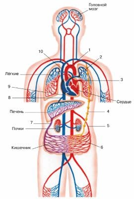 ГДЗ ответы по Биологии за 8 класс, учебник (Колесов Маш Беляев)