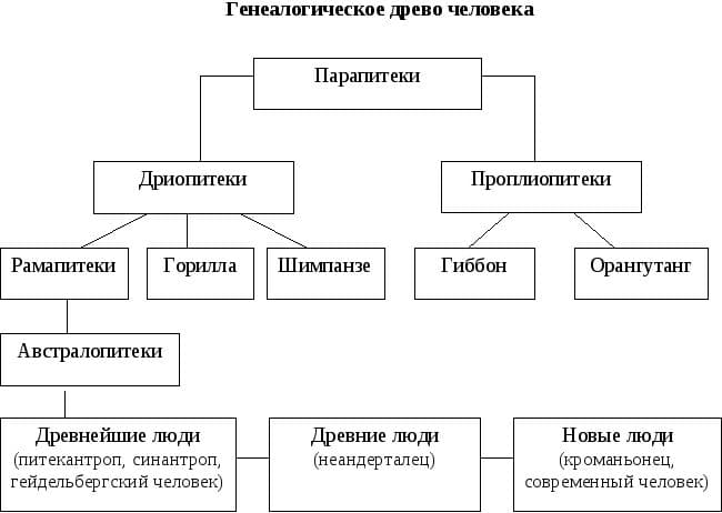 ГДЗ ответы по Биологии за 8 класс, учебник (Колесов Маш Беляев)