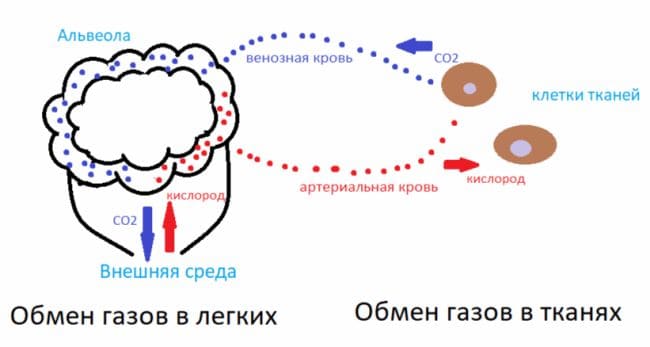 ГДЗ ответы по Биологии за 8 класс, учебник (Колесов Маш Беляев)