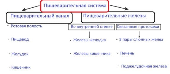 ГДЗ ответы по Биологии за 8 класс, учебник (Колесов Маш Беляев)