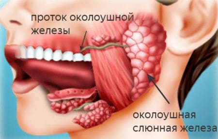 ГДЗ ответы по Биологии за 8 класс, учебник (Колесов Маш Беляев)