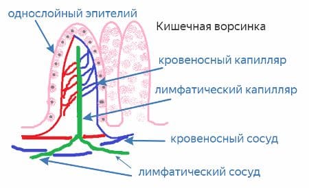 ГДЗ ответы по Биологии за 8 класс, учебник (Колесов Маш Беляев)