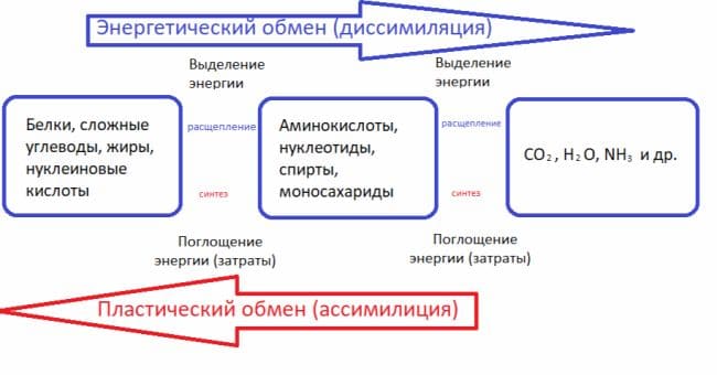 ГДЗ ответы по Биологии за 8 класс, учебник (Колесов Маш Беляев)