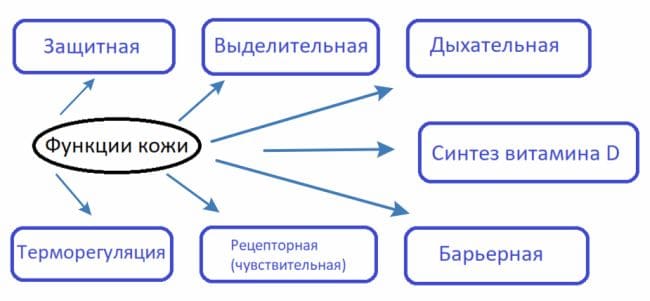 ГДЗ ответы по Биологии за 8 класс, учебник (Колесов Маш Беляев)