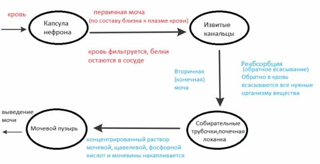 ГДЗ ответы по Биологии за 8 класс, учебник (Колесов Маш Беляев)