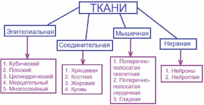 ГДЗ ответы по Биологии за 8 класс, учебник (Колесов Маш Беляев)