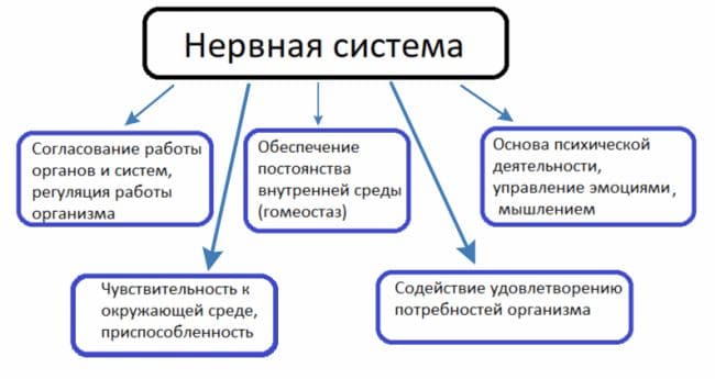 ГДЗ ответы по Биологии за 8 класс, учебник (Колесов Маш Беляев)