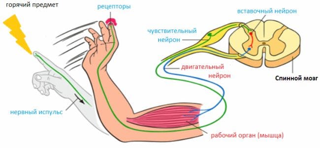 ГДЗ ответы по Биологии за 8 класс, учебник (Колесов Маш Беляев)