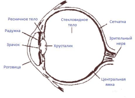 ГДЗ ответы по Биологии за 8 класс, учебник (Колесов Маш Беляев)