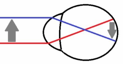 ГДЗ ответы по Биологии за 8 класс, учебник (Колесов Маш Беляев)